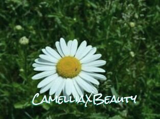 Camellia_XBeauty