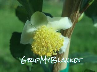 GripMyBlanket
