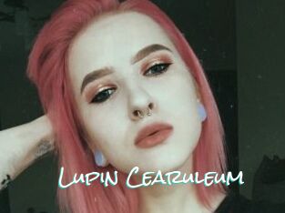 Lupin_Cearuleum