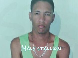 Male_stallion
