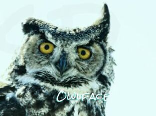 Owlface