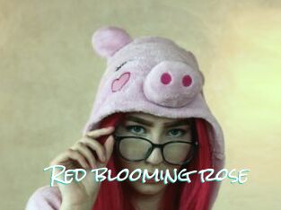 Red_blooming_rose