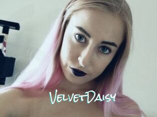 VelvetDaisy